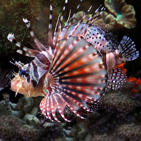 Fuzzy Dwarf Lionfish (Dendrochirus brachypterus)