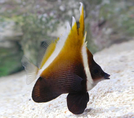 Heniochus Brown Butterflyfish, Heniochus varius.