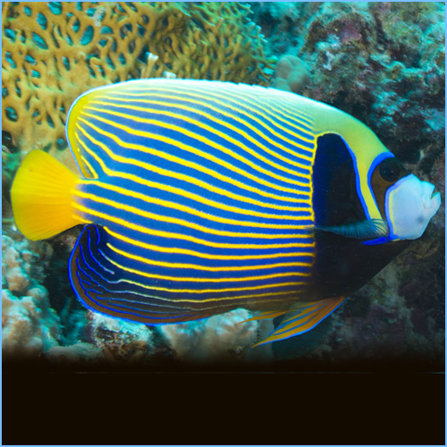 Emperor Angelfish Pomacanthus imperator