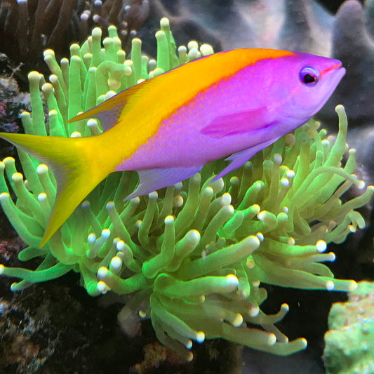 Evansi Anthias, Pseudanthias evansi