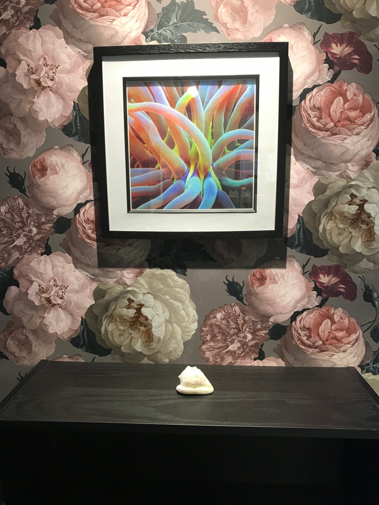 Framed Coral Prints