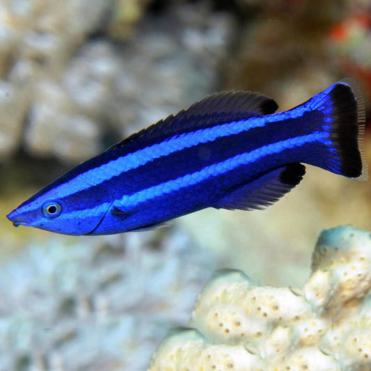 Red Sea Cleaner Wrasse, Larabicus quadrilineatus