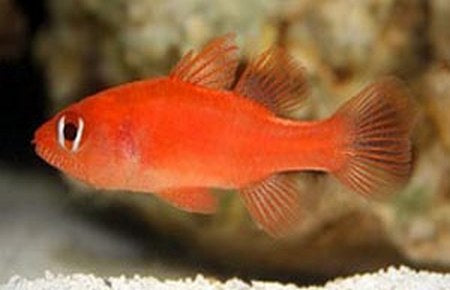 Fowleria Cardinalfish, Fowleria isostigma (shoal of 6)