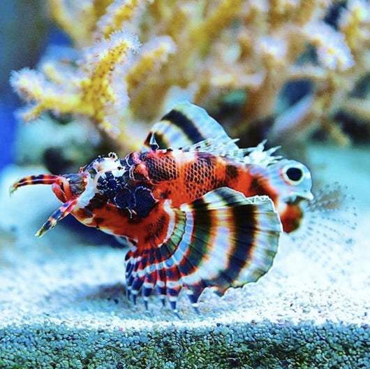 Fu Manchu Lionfish Dendrochirus biocellatus