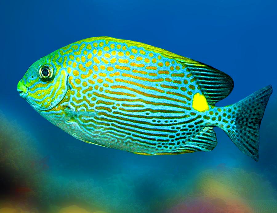 Golden-Lined Spinefoot, Siganus Puellus