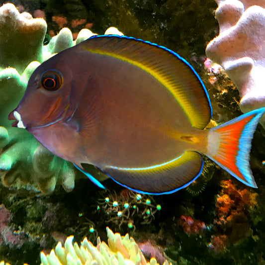 Goldrim Tang, Acanthurus nigricans