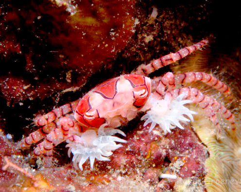 Pom- Pom Crab Lybia tessellata