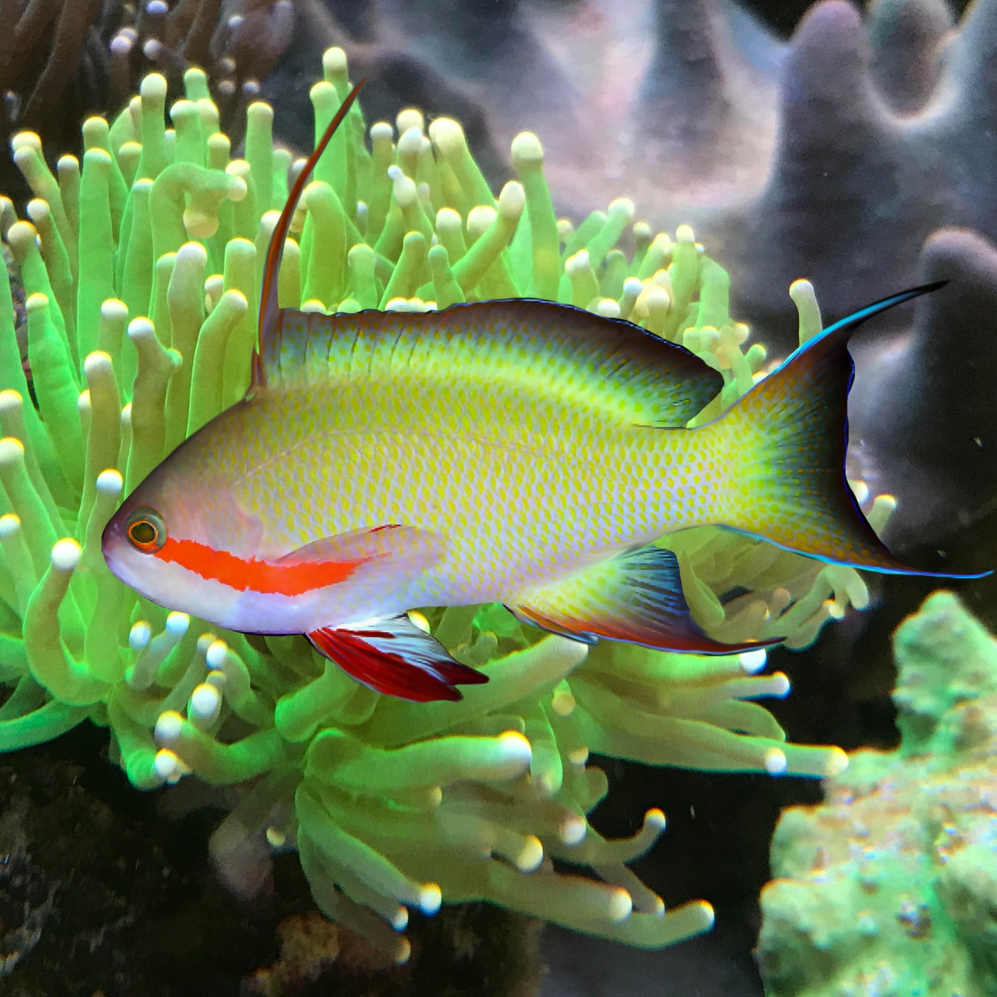 Red cheeked Anthias, Pseudanthias huchtii