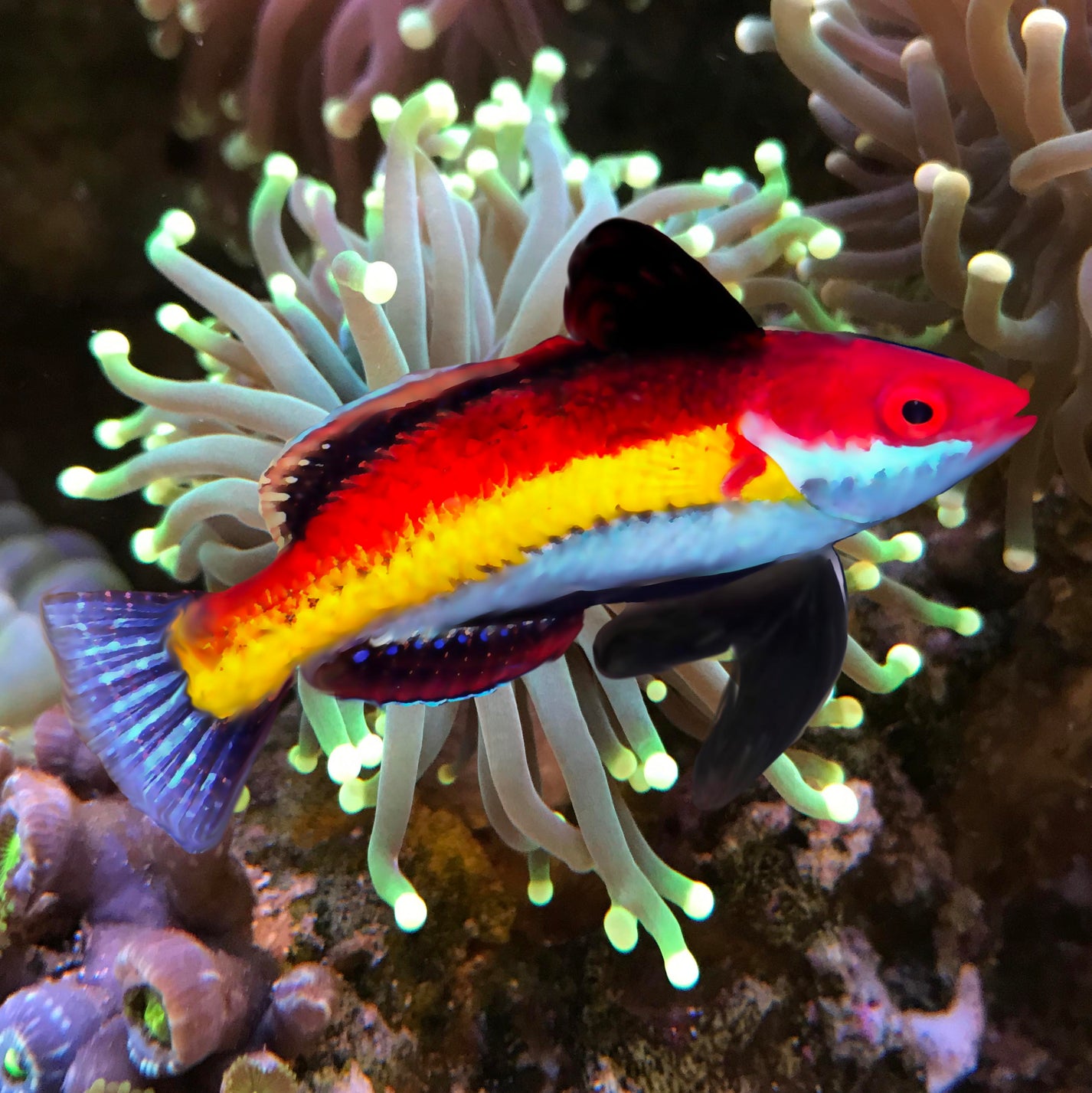 Naoko’s Fairy Wrasse, Cirrhilabrus naokoae – The Reef Experience