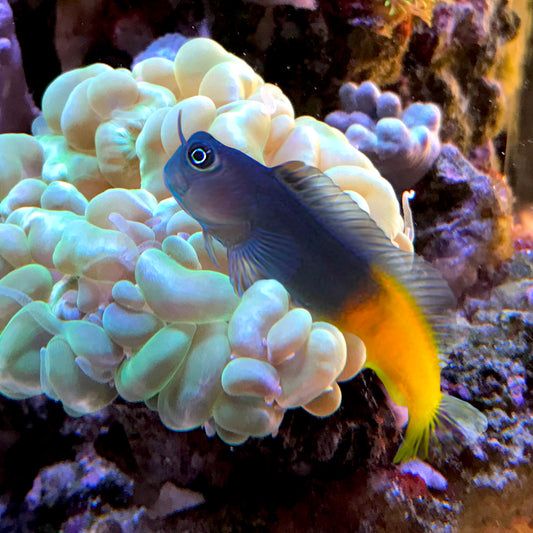 Bicolor Blenny, Ecsenius bicolor