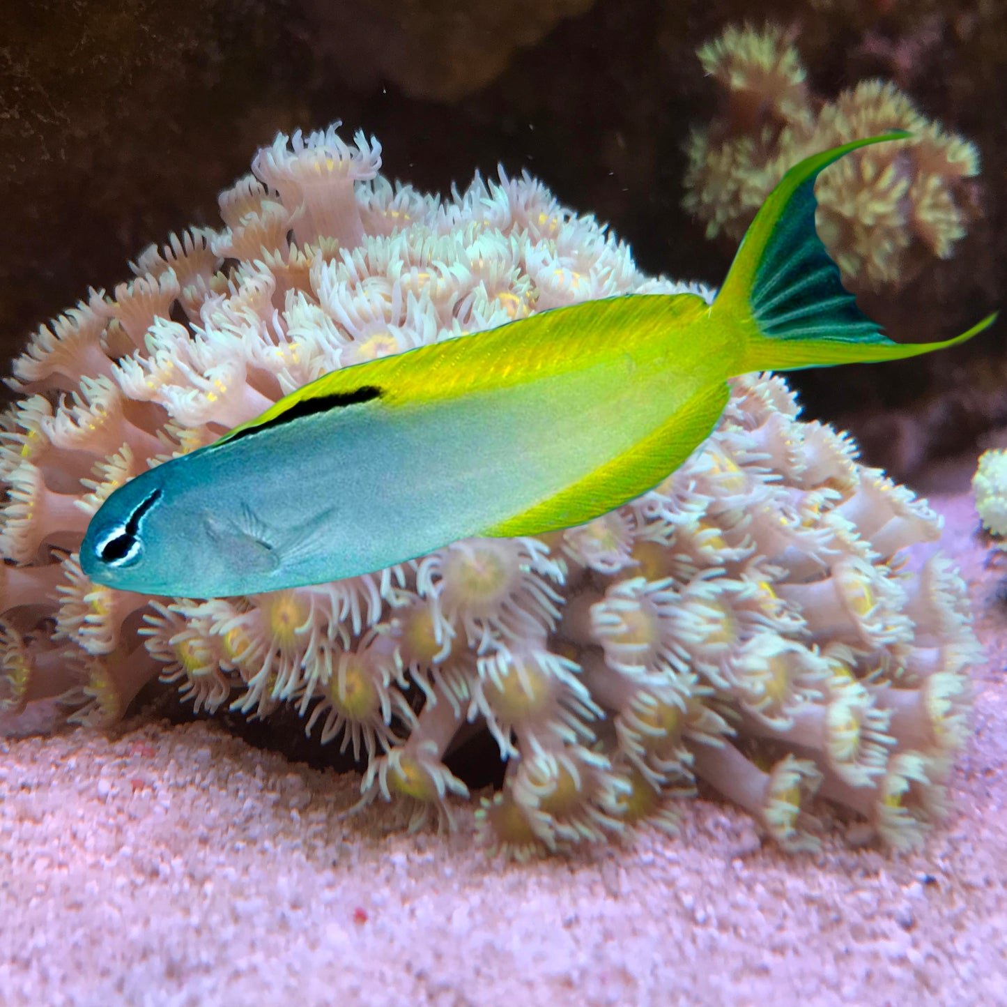 Forktail Blenny, Meiacanthus atrodorsalis