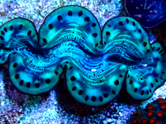 Maxima Clam Ultra, Tridacna maxima