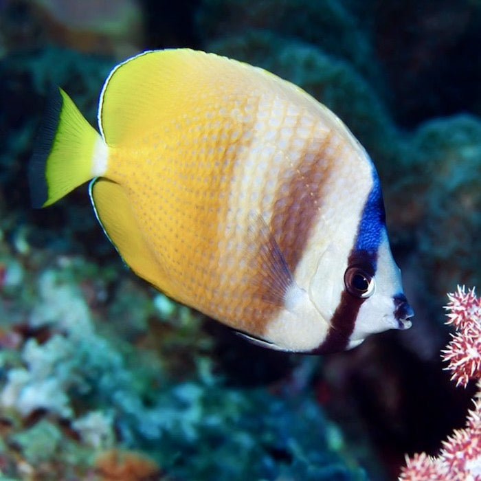 Sunburst Butterflyfish, Chaetodon kleinii