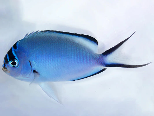 Watanabei Angelfish, Genicanthus watanabei