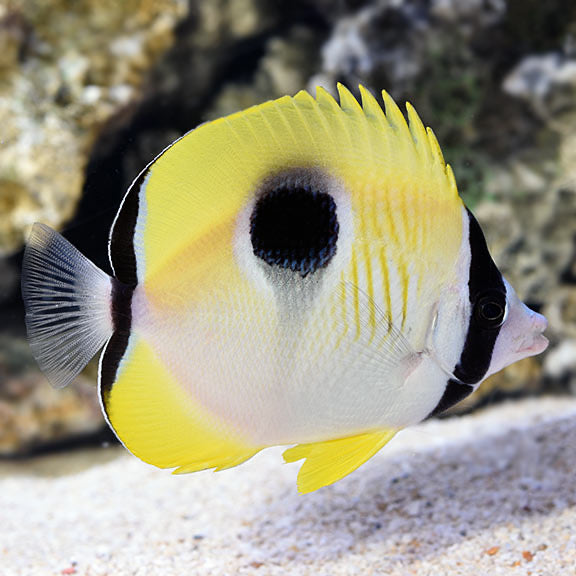 Teardrop Butterfly, Chaetodon interrupta