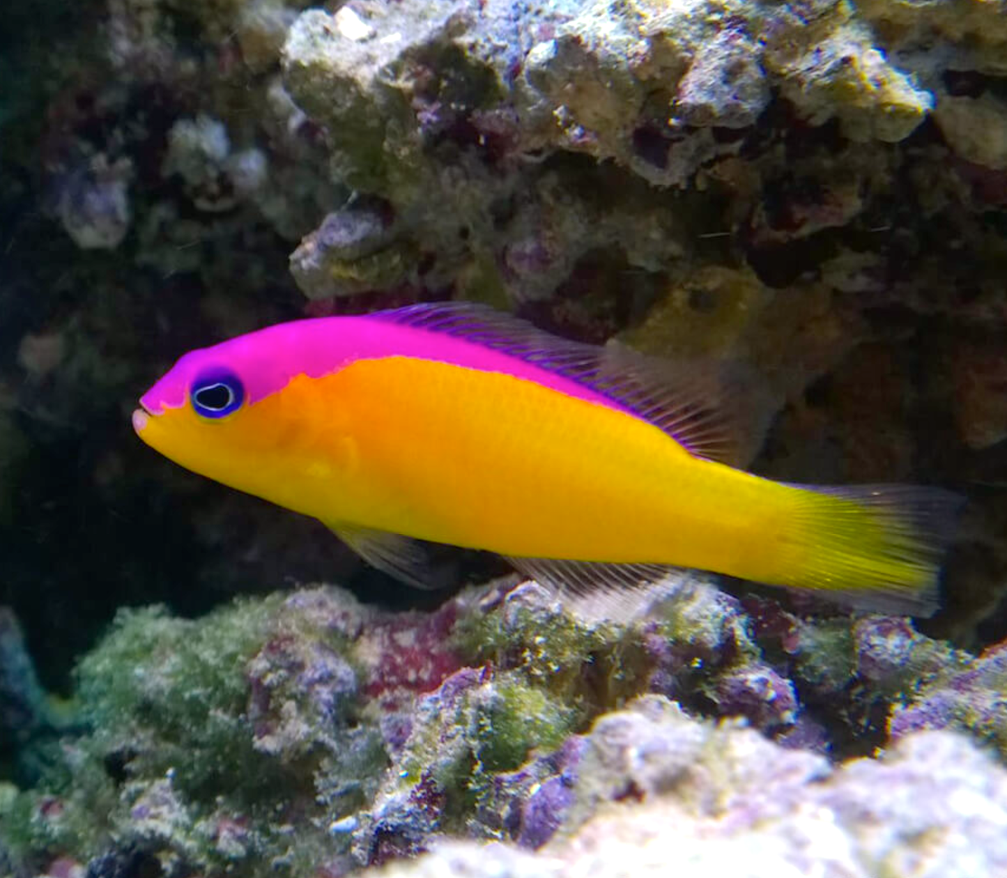 Flashback Dottyback, Pictichromis diadema