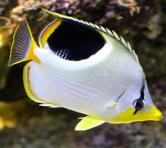 Saddleback Butterflyfish, Chaetodon ephippium