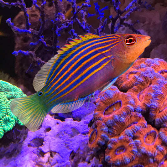 Six Line Wrasse, Pseudocheilinus hexataenia,