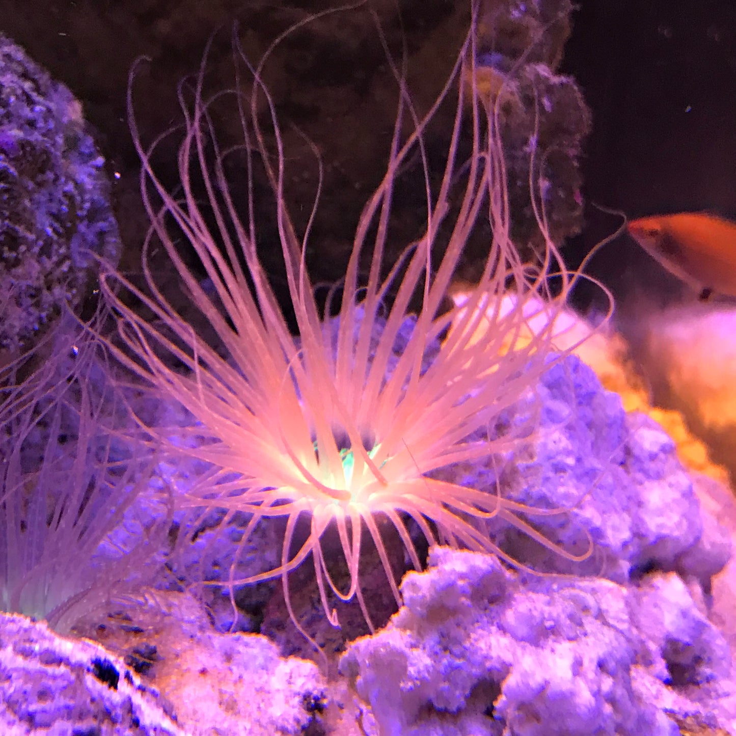 Orange, Pink / Purple Tube Anemone, Cerianthus sp.  (ultra)