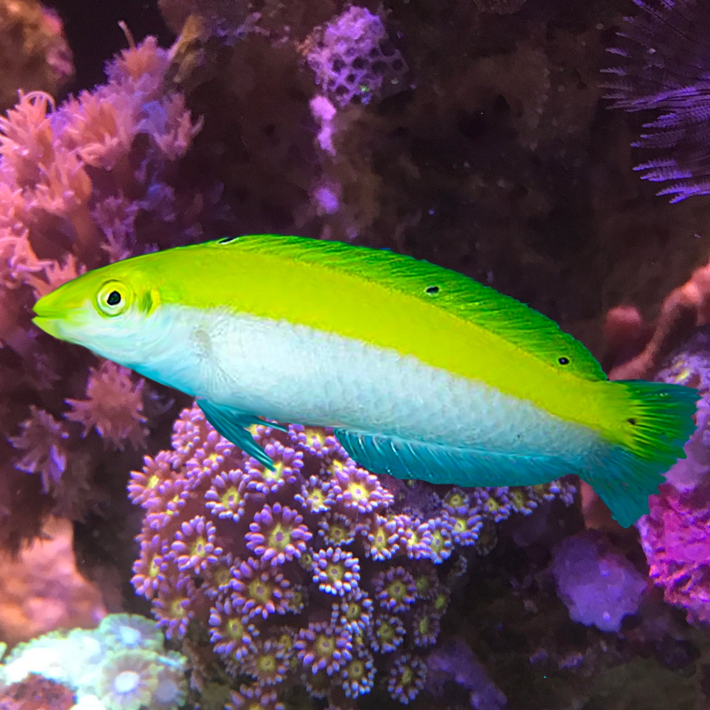 Silver Belly Wrasse, Halichoeres leucoxanthus