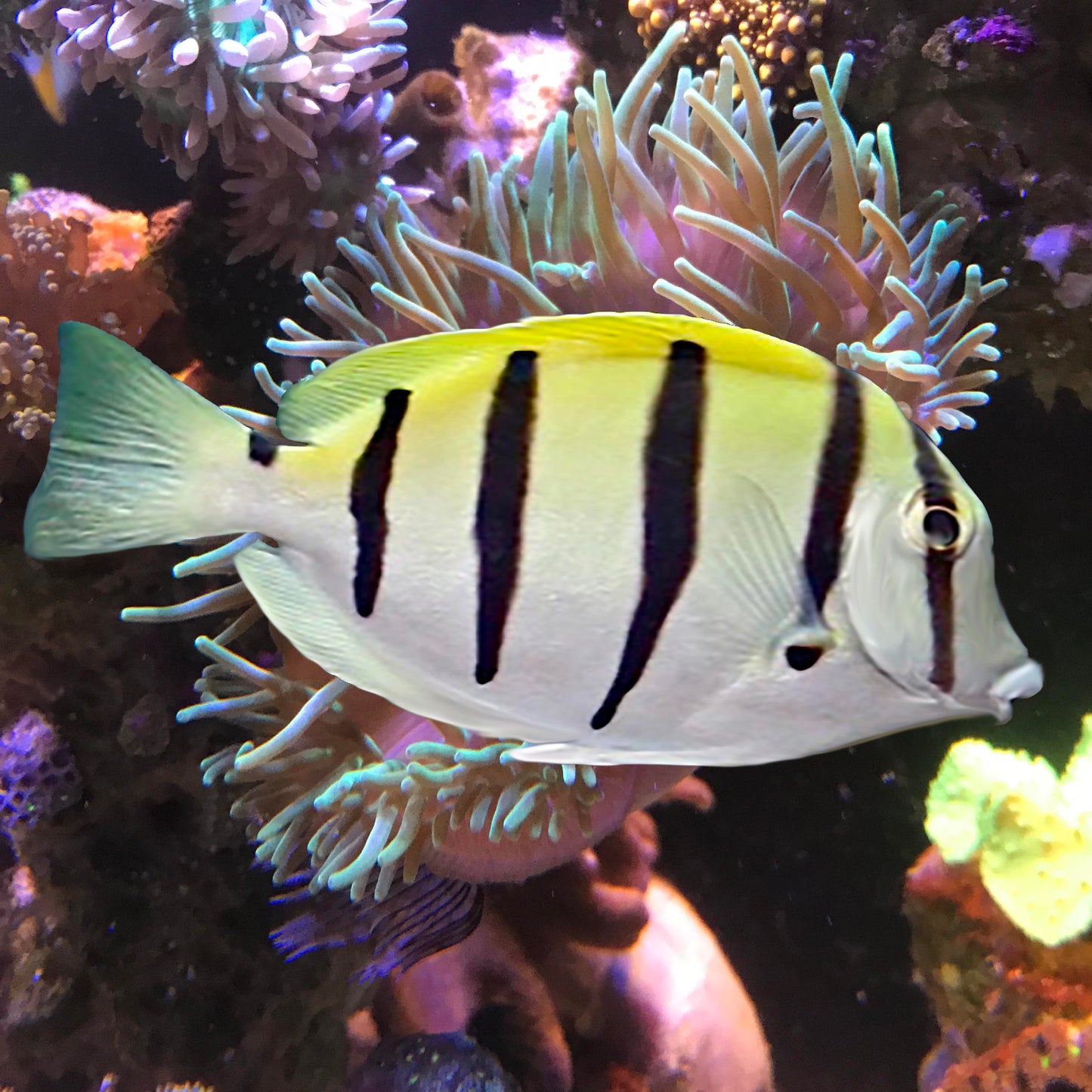 Convict Tang, Acanthurus triostegus