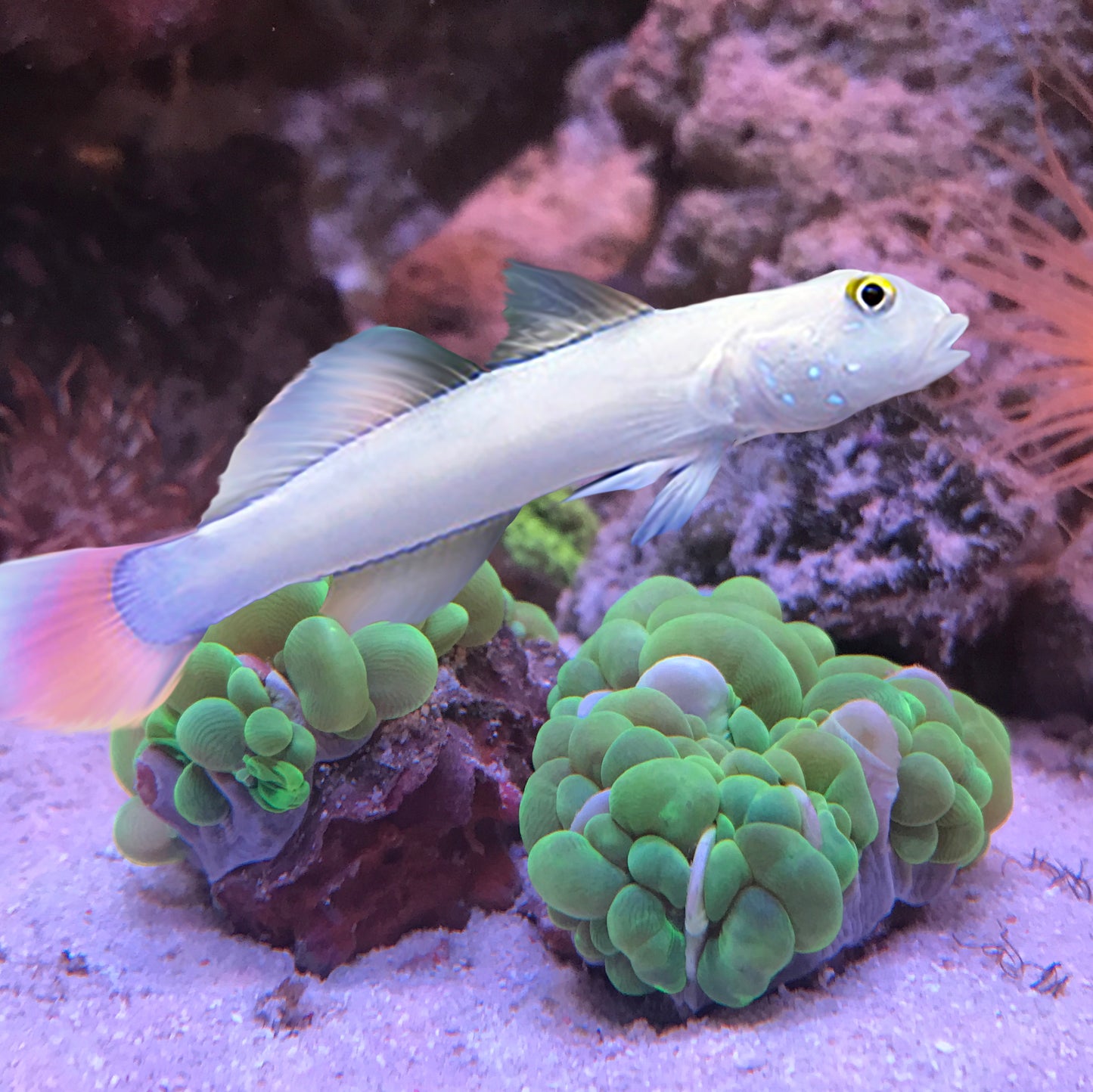 Chalk Goby, Valenciennea sexguttata