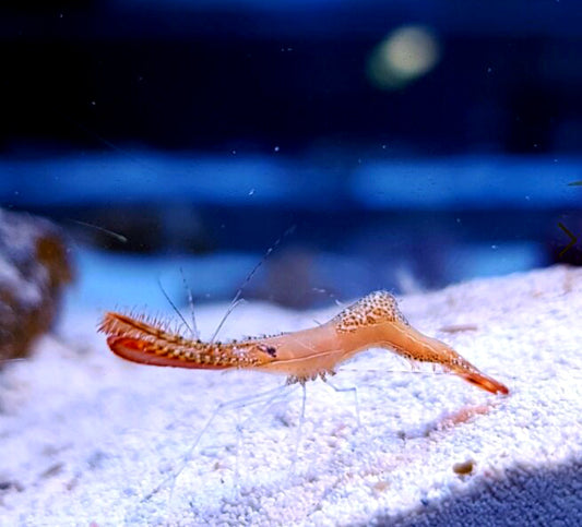 Donald Duck Shrimp / Longnose Rock Shrimp , Leander Plumosus.