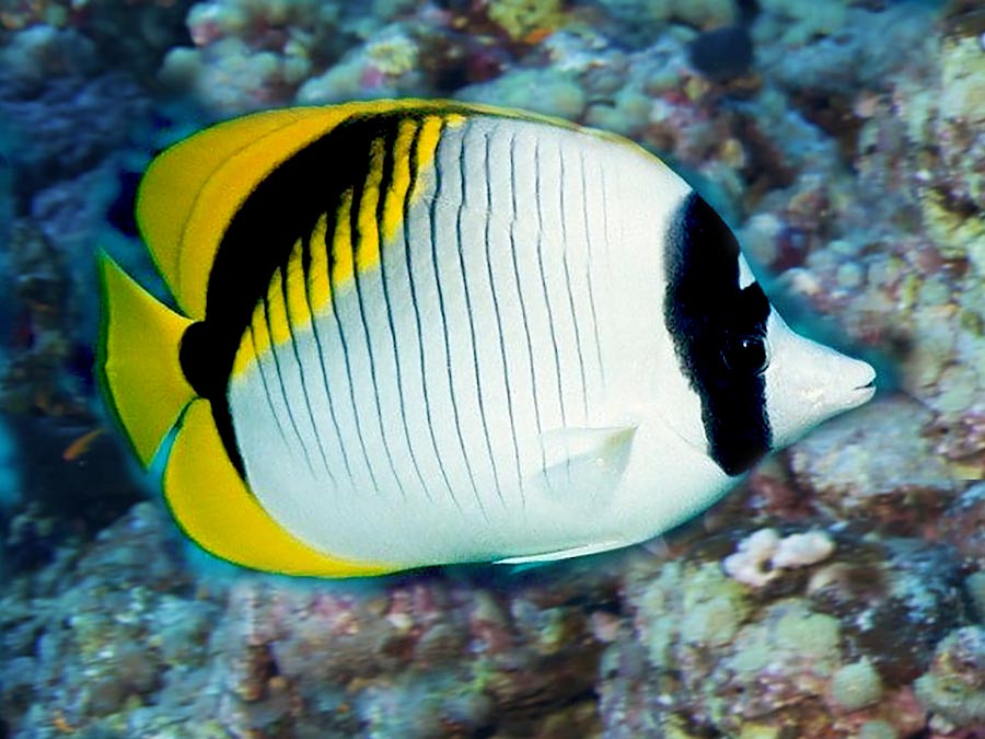 Lined Butterflyfish , Chaetodon Lineolatus