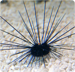 Long Spine Sea Urchins (Black), Diadema Setosum