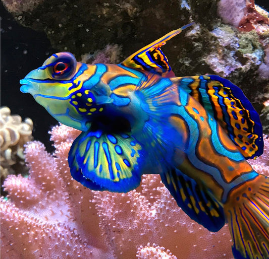 Mandarin Dragonet, Synchiropus splendidus