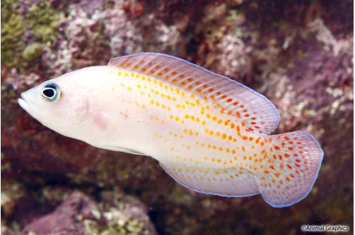 Red Spotted Dottyback, Pseudochromis sp