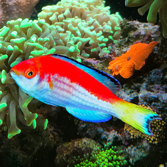 Marjorie's Dwarf Parrot Wrasse, Cirrhilabrus marjorie.