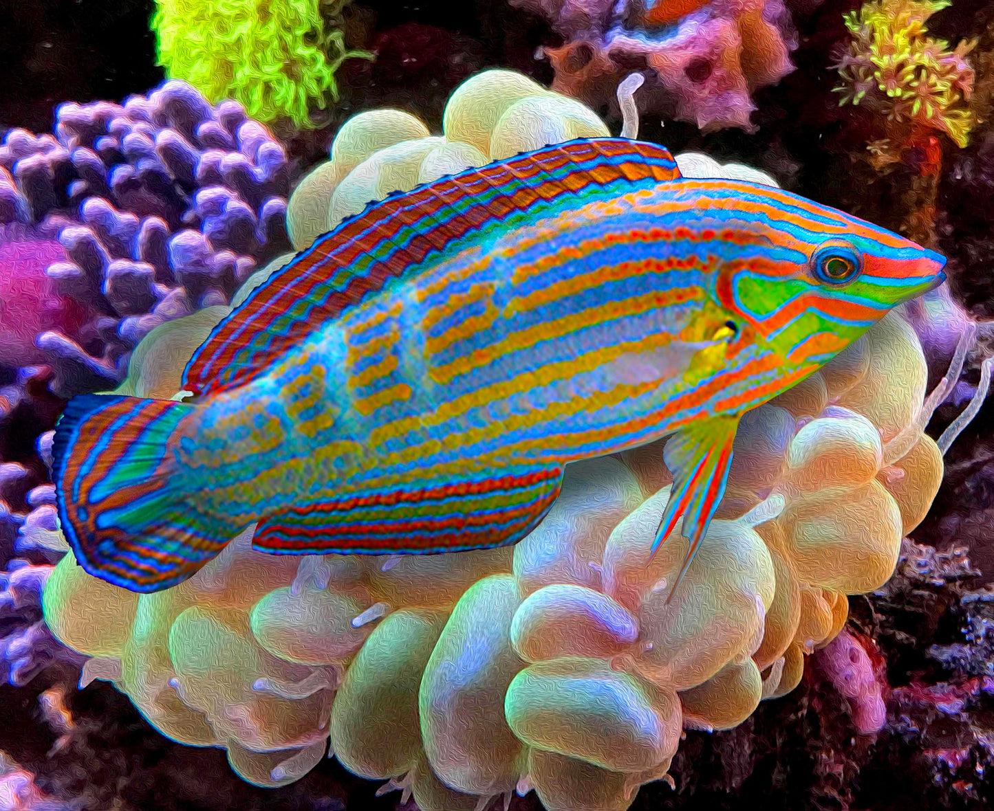 Melanurus Wrasse,  Halichoeres Melanurus