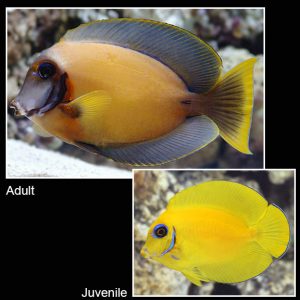 Mustard Tang, Acanthurus pyroferus