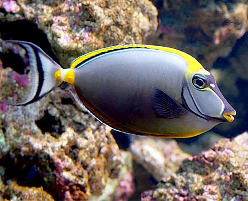 Naso Tang  Naso Lituratus