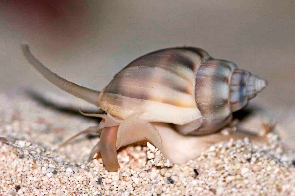 Nassarius Snail