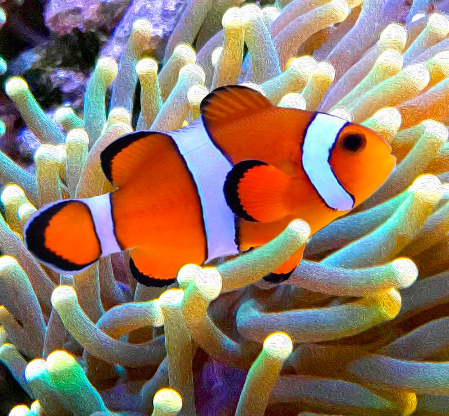 Ocellaris Clownfish, Amphiprion ocellaris.