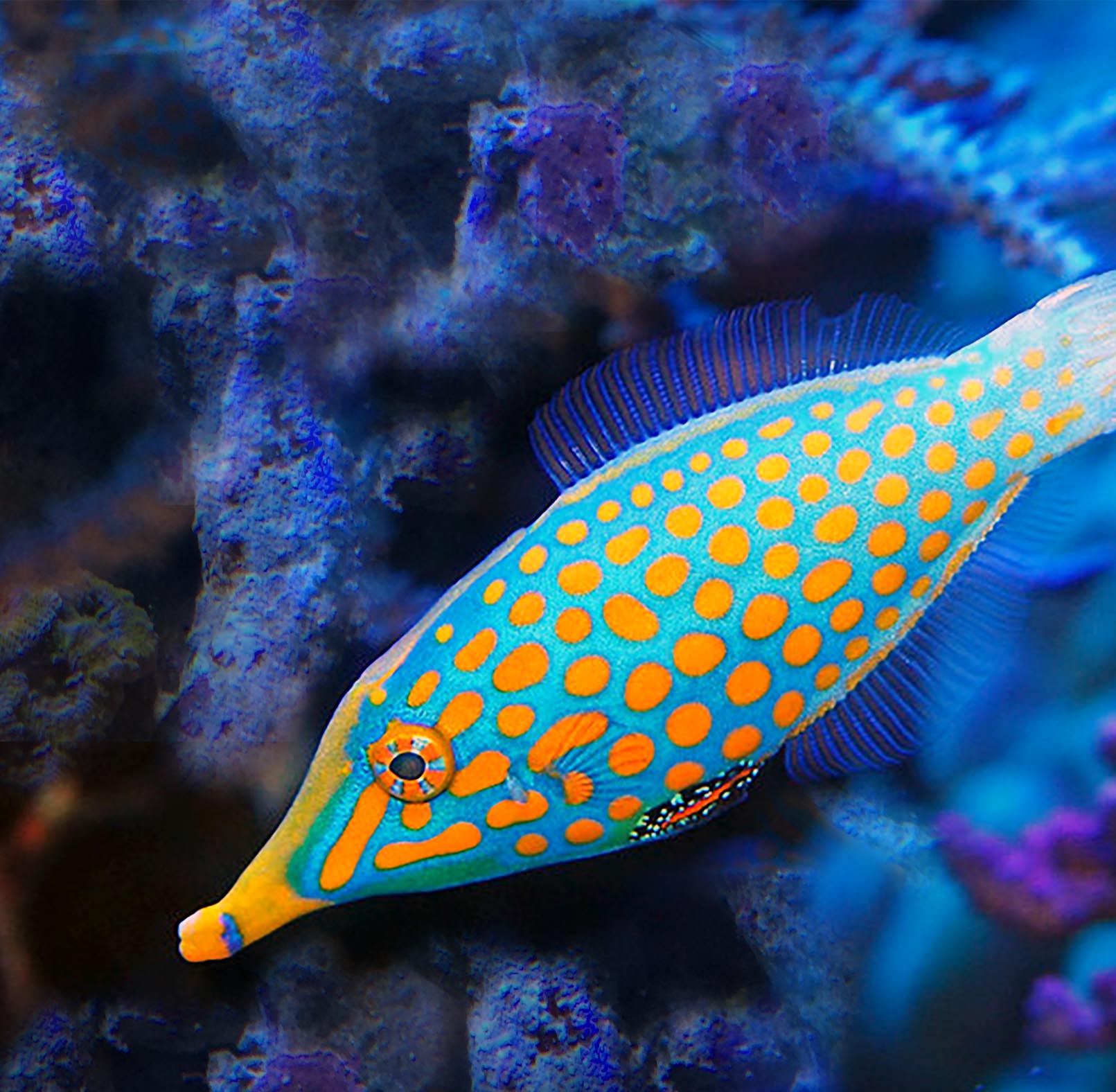 Orange Spot FileFish, Oxymonacanthus longirostris – The Reef Experience