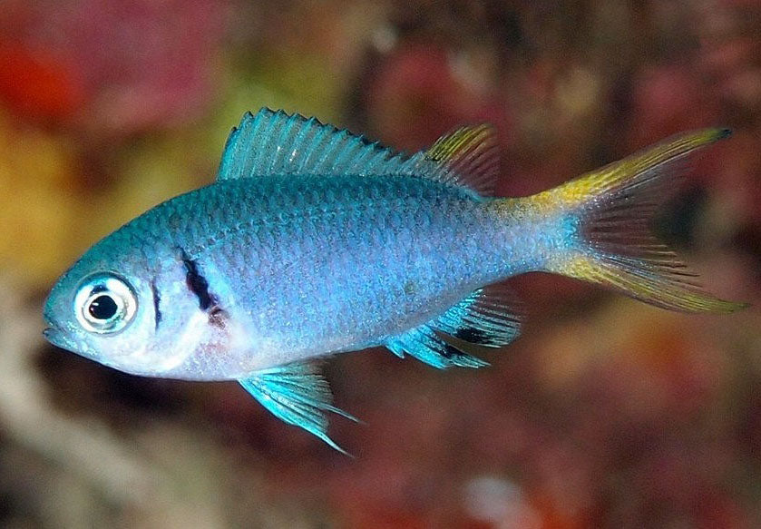 Lightening Double Bar Chromis, Chromis xanthura