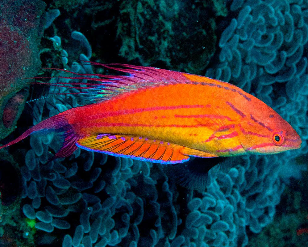 Filamentous Flasher Wrasse, Paracheilinus filamentosus