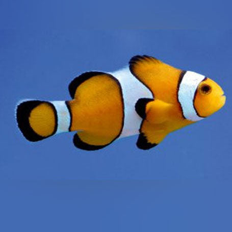 True Percula Clownfish, Amphiprion percula