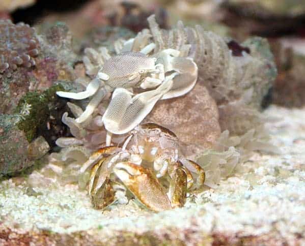 Porcelain Crab - Spotted (Neopetrolisthes ohshimai)