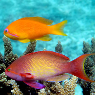 Wreck Fish, Pseudanthias squamipinnis Trio of male & 2 females