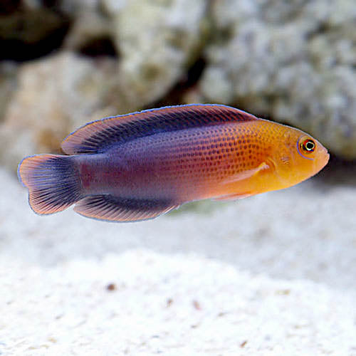 Dilectis Pygmy Basslet ,Pseudochromis dilectus