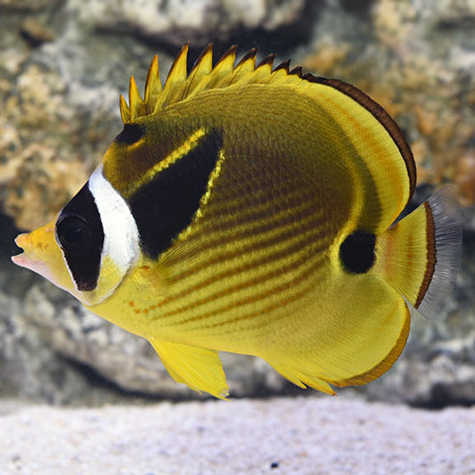 Raccoon Butterflyfish, Chaetodon lunula