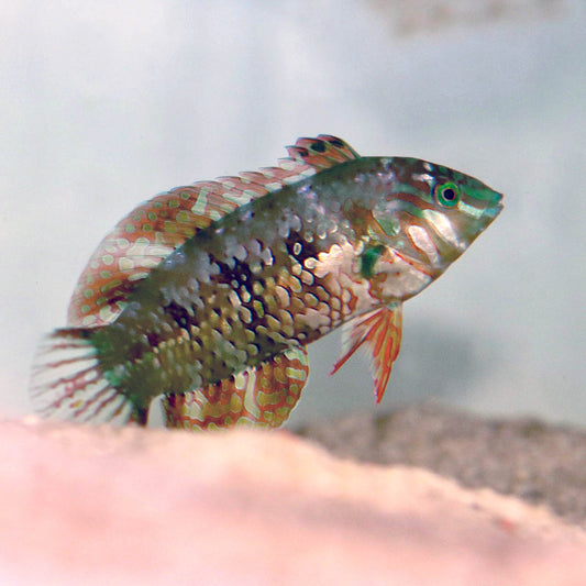 Gold Nugget Wrasse, Xenojulis margaritacea