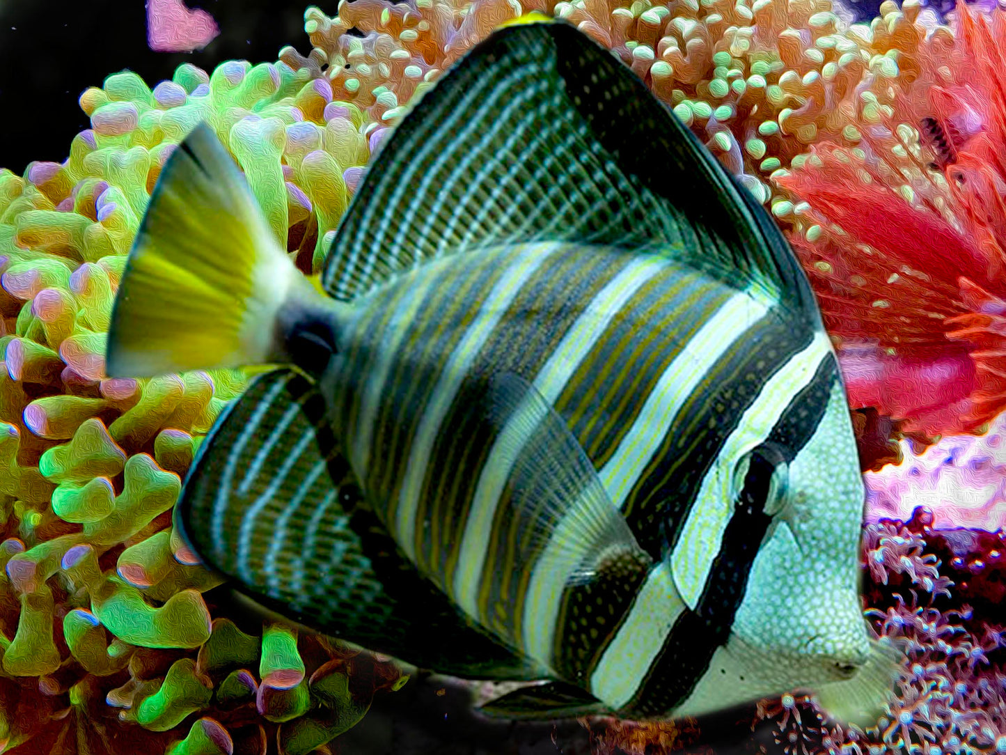 Pacific Sailfin Tang, veliferum