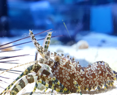 Monkey Shrimp, Saron sp