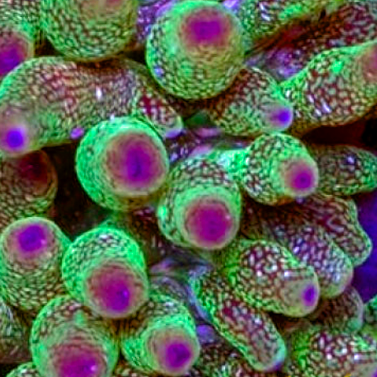 Purple tip Green Bubble Anemone