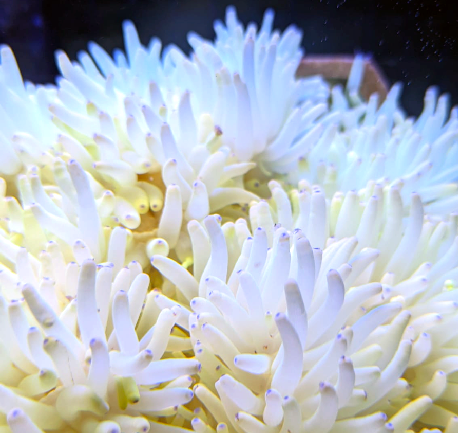 Malu Anemone- white,  Heteractis crispa